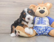 7 week old Mini Bernedoodle Puppy For Sale - Lone Star Pups