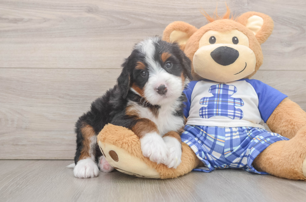 5 week old Mini Bernedoodle Puppy For Sale - Lone Star Pups