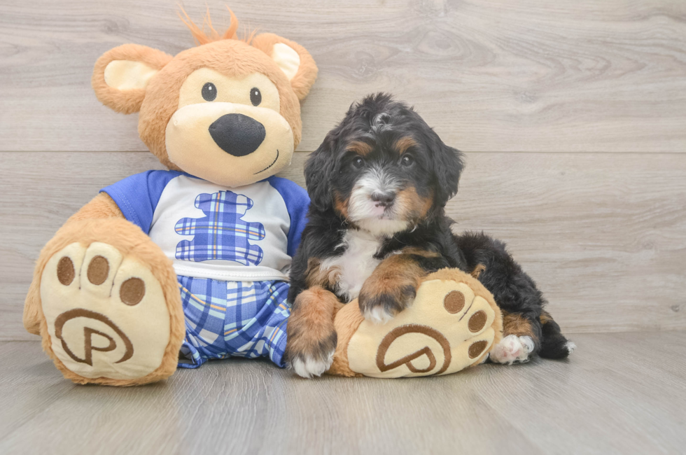 5 week old Mini Bernedoodle Puppy For Sale - Lone Star Pups