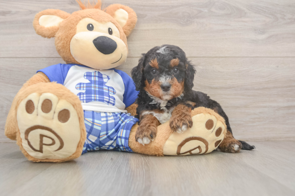 5 week old Mini Bernedoodle Puppy For Sale - Lone Star Pups