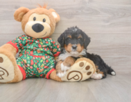 7 week old Mini Bernedoodle Puppy For Sale - Lone Star Pups
