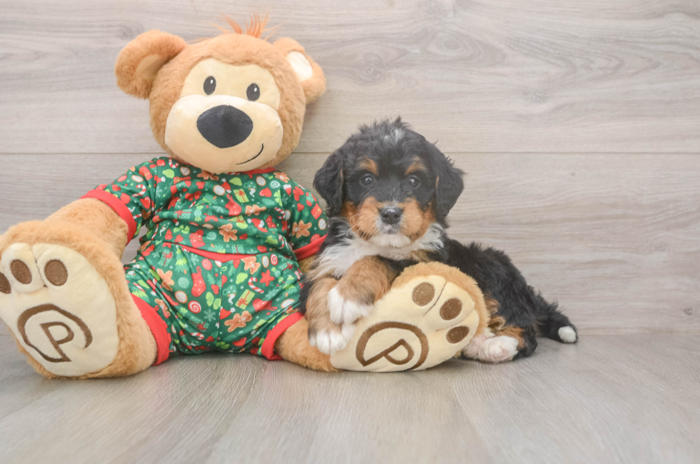 6 week old Mini Bernedoodle Puppy For Sale - Lone Star Pups