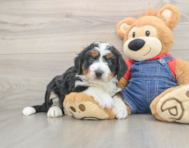 6 week old Mini Bernedoodle Puppy For Sale - Lone Star Pups