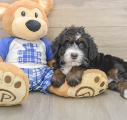 6 week old Mini Bernedoodle Puppy For Sale - Lone Star Pups