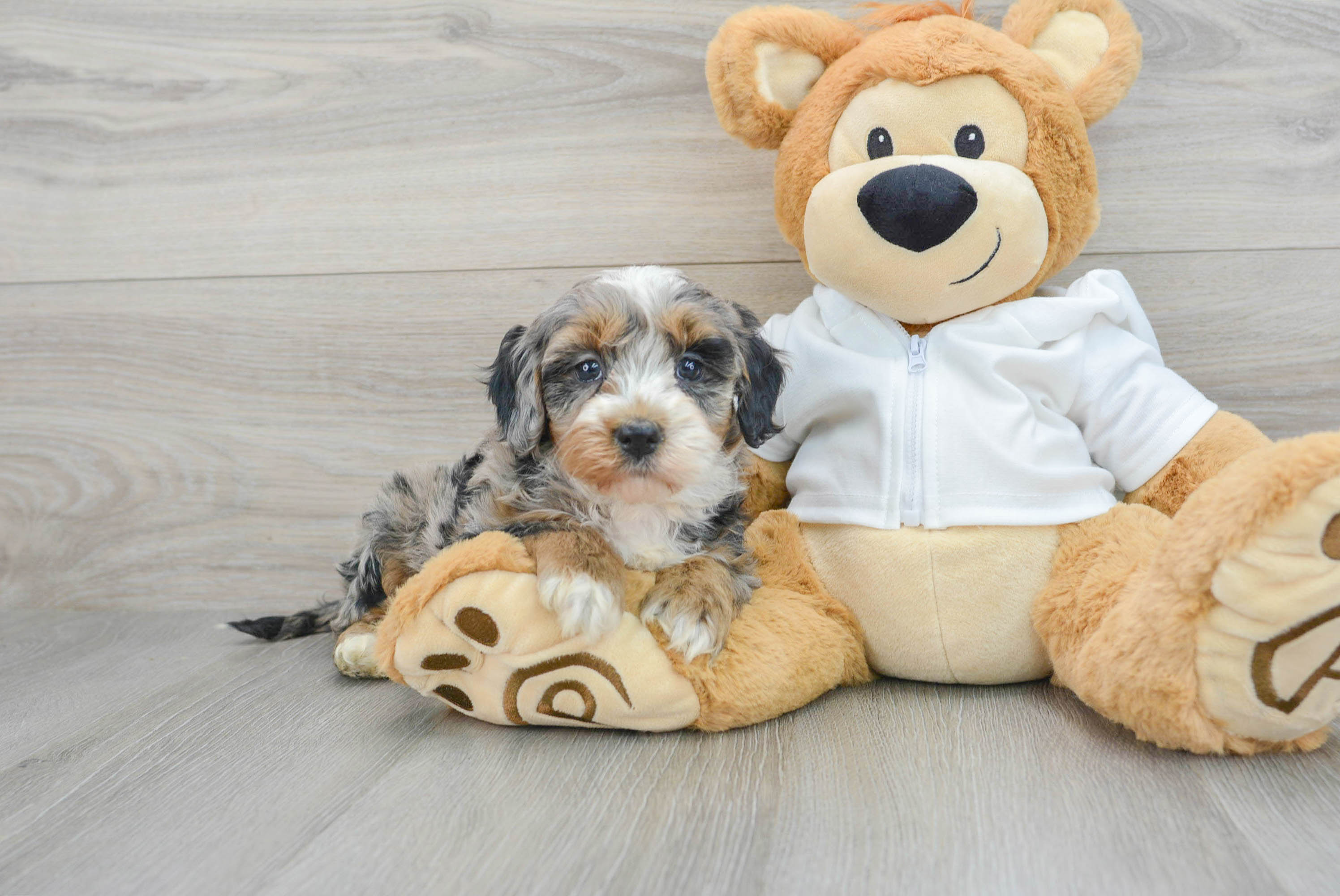Mini Bernedoodle Puppy for Adoption