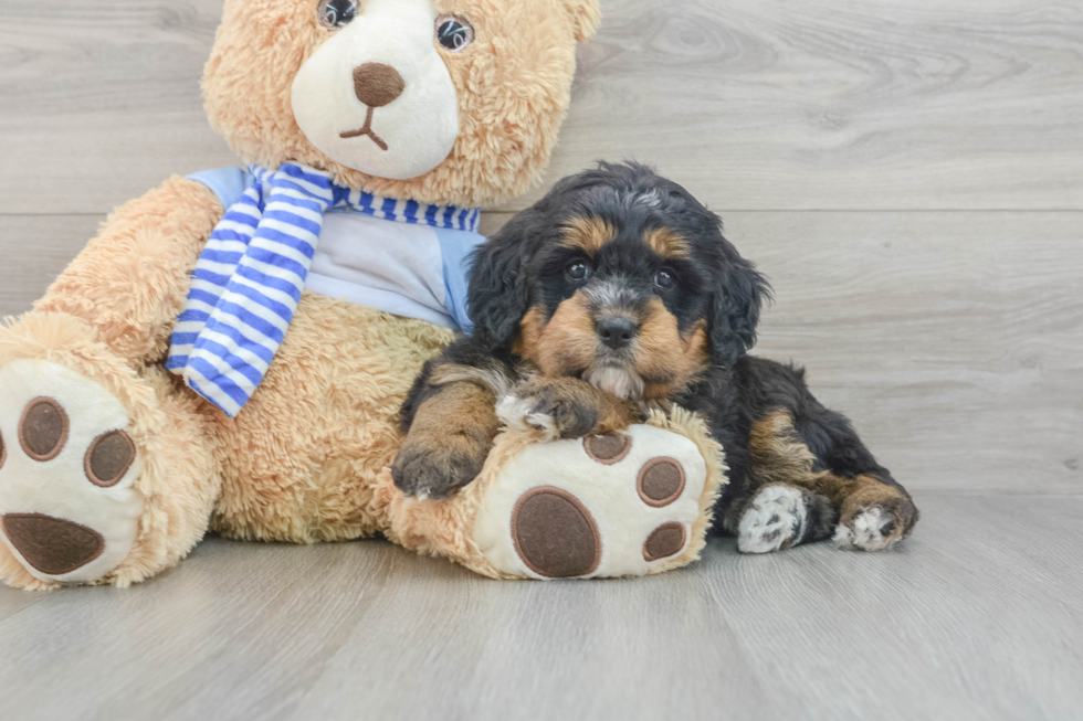 Mini Bernedoodle Puppy for Adoption