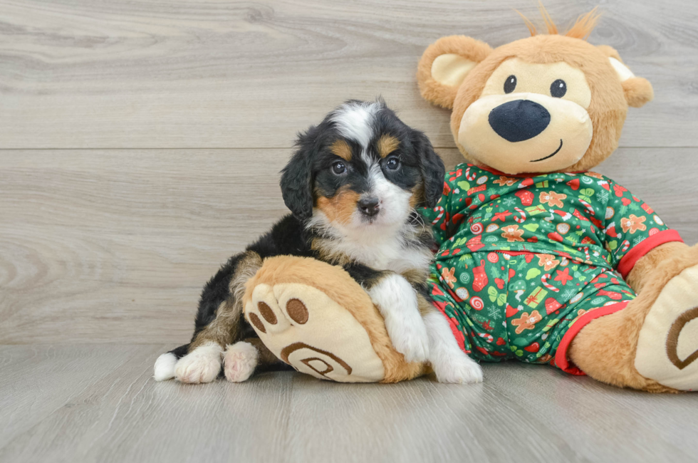 5 week old Mini Bernedoodle Puppy For Sale - Lone Star Pups