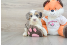 Mini Bernedoodle Pup Being Cute
