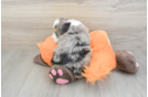 Small Mini Bernedoodle Baby