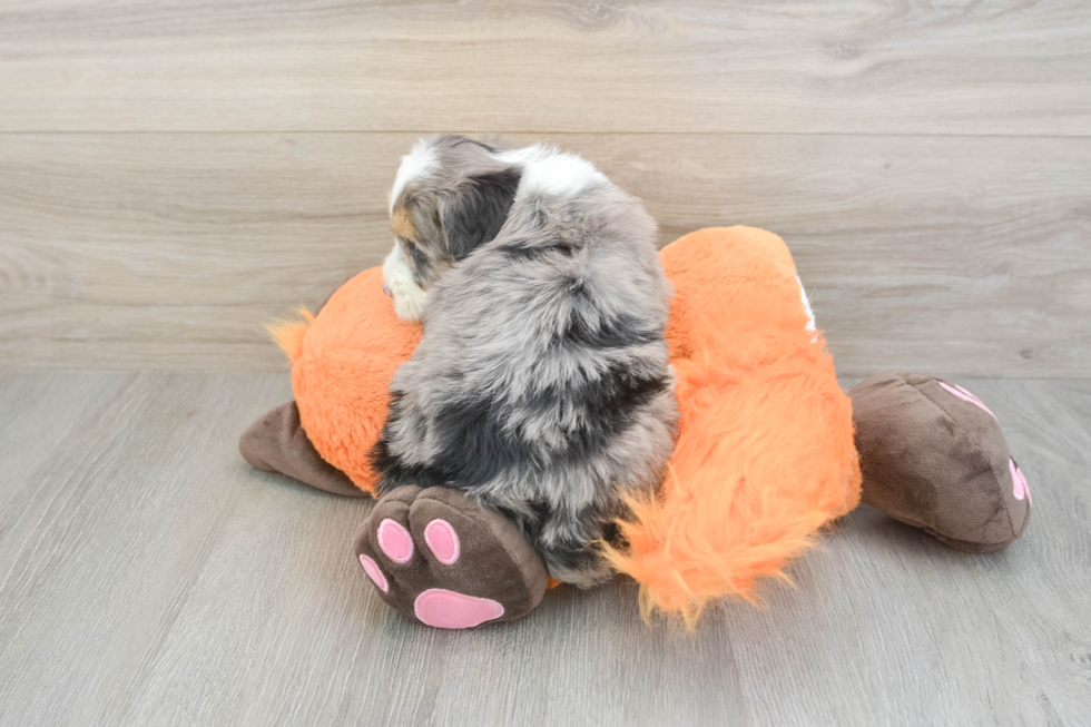 Small Mini Bernedoodle Baby