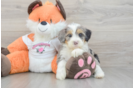 Best Mini Bernedoodle Baby
