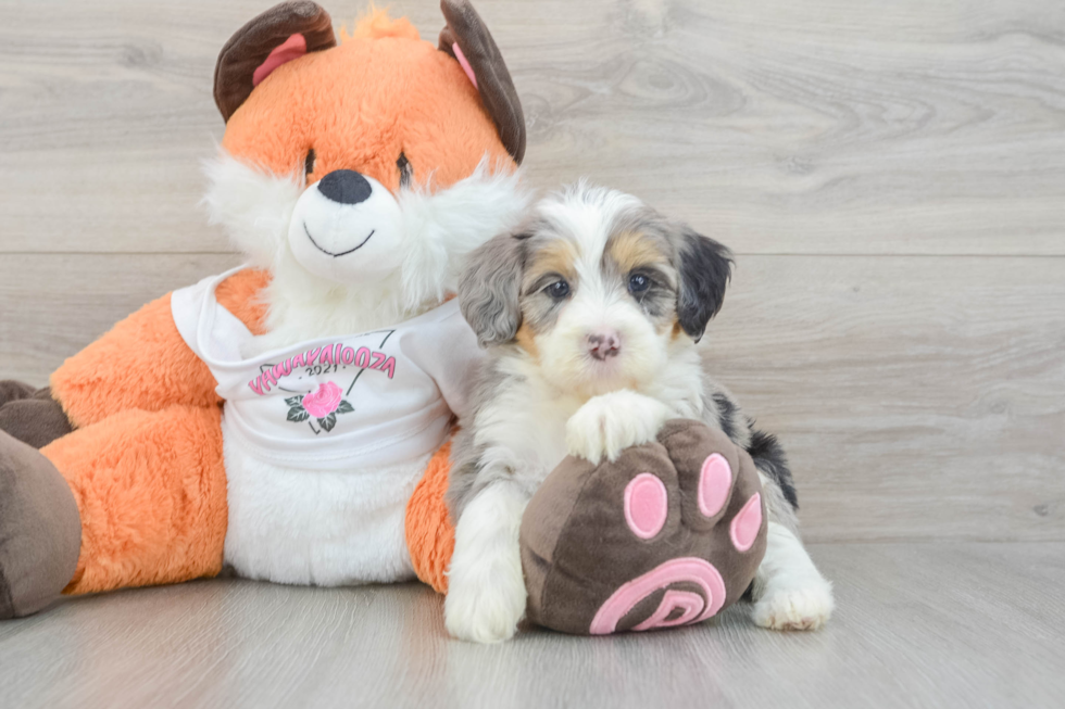Best Mini Bernedoodle Baby