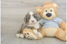 Friendly Mini Bernedoodle Baby
