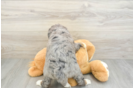 Little Mini Bernesedoodle Poodle Mix Puppy