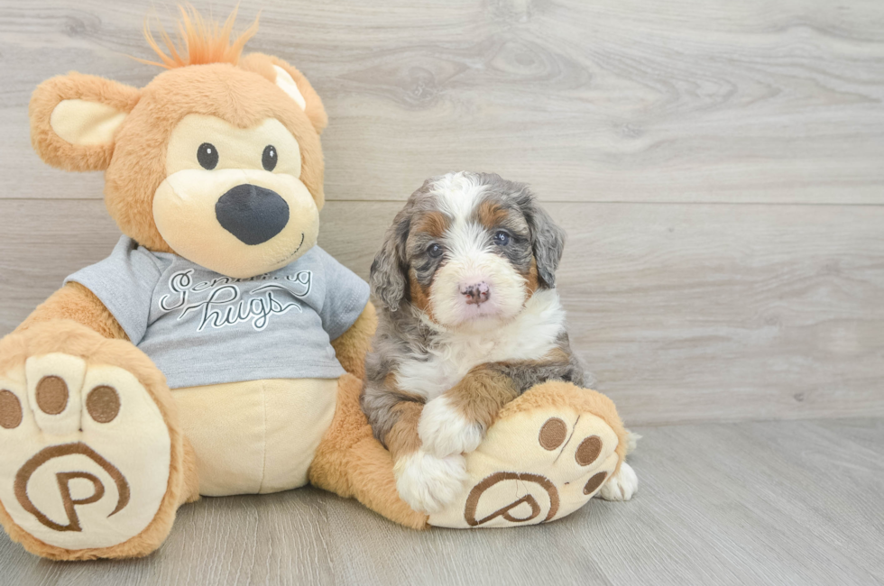 5 week old Mini Bernedoodle Puppy For Sale - Lone Star Pups