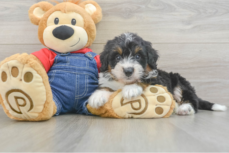 Mini Bernedoodle Pup Being Cute