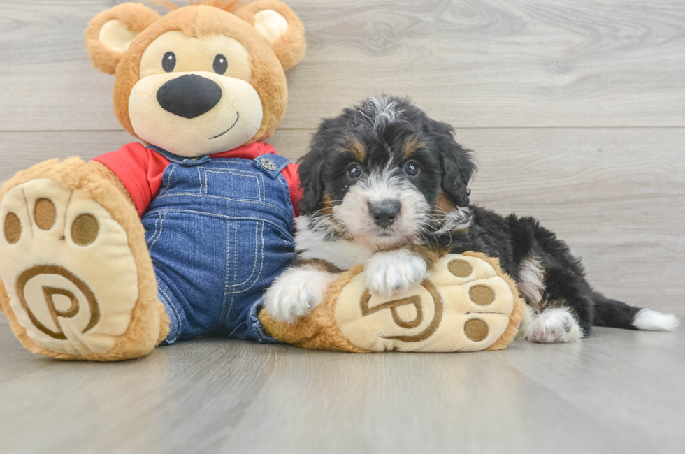 6 week old Mini Bernedoodle Puppy For Sale - Lone Star Pups