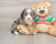 6 week old Mini Bernedoodle Puppy For Sale - Lone Star Pups