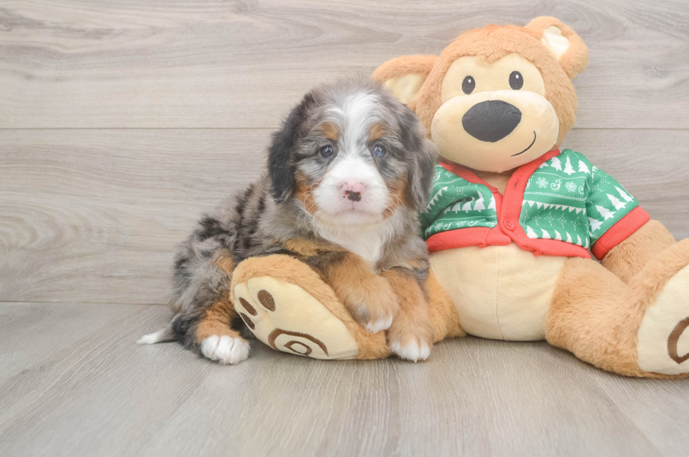 6 week old Mini Bernedoodle Puppy For Sale - Lone Star Pups
