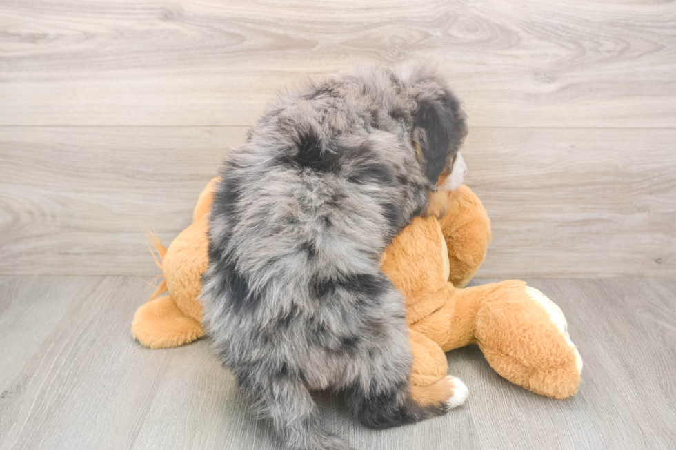 Popular Mini Bernedoodle Poodle Mix Pup