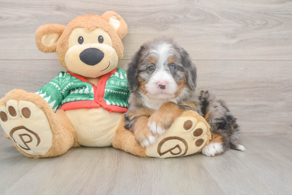 Best Mini Bernedoodle Baby