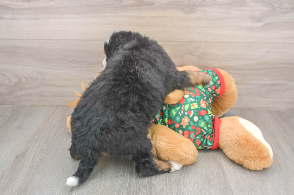 Mini Bernedoodle Puppy for Adoption