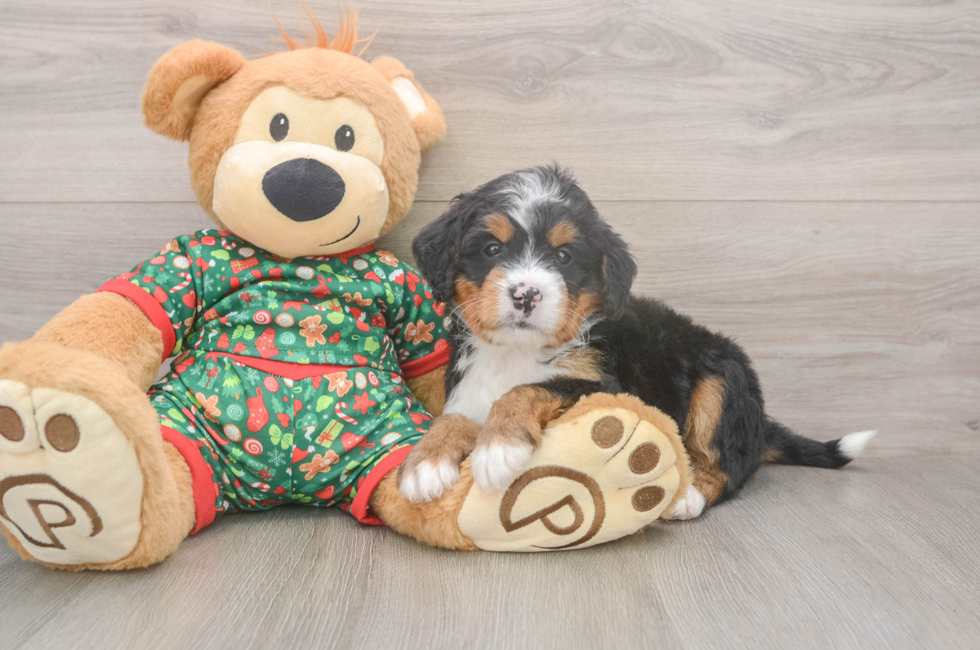 6 week old Mini Bernedoodle Puppy For Sale - Lone Star Pups