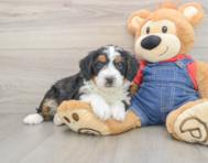 6 week old Mini Bernedoodle Puppy For Sale - Lone Star Pups