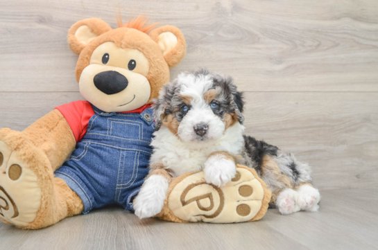 Best Mini Bernedoodle Baby