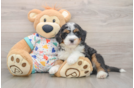 Adorable Bernese Doodle Poodle Mix Puppy