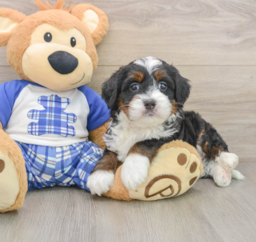 6 week old Mini Bernedoodle Puppy For Sale - Lone Star Pups