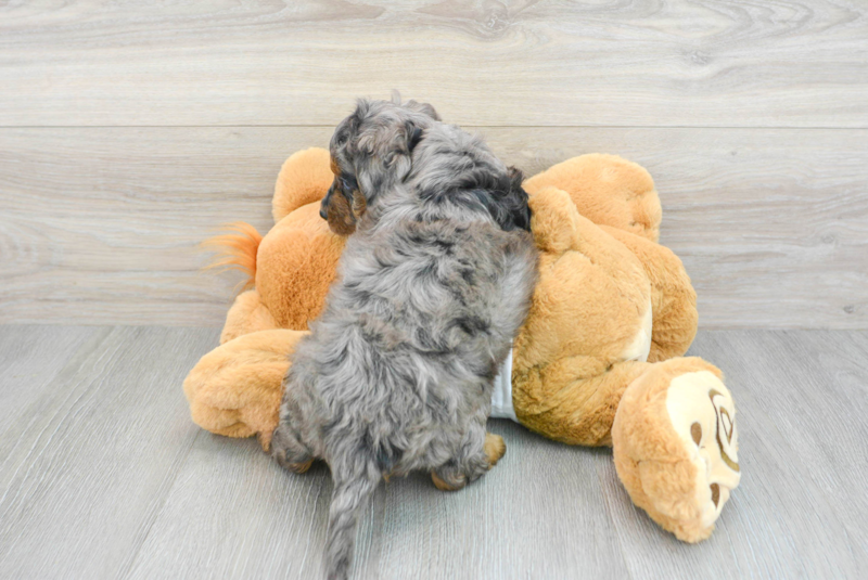 Meet Jayla - our Mini Bernedoodle Puppy Photo 2/3 - Lone Star Pups