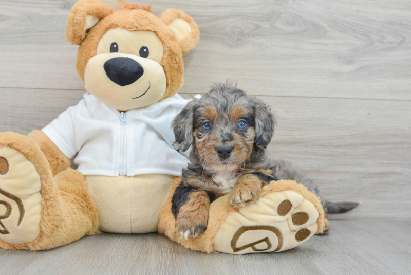 Meet Jayla - our Mini Bernedoodle Puppy Photo 3/3 - Lone Star Pups