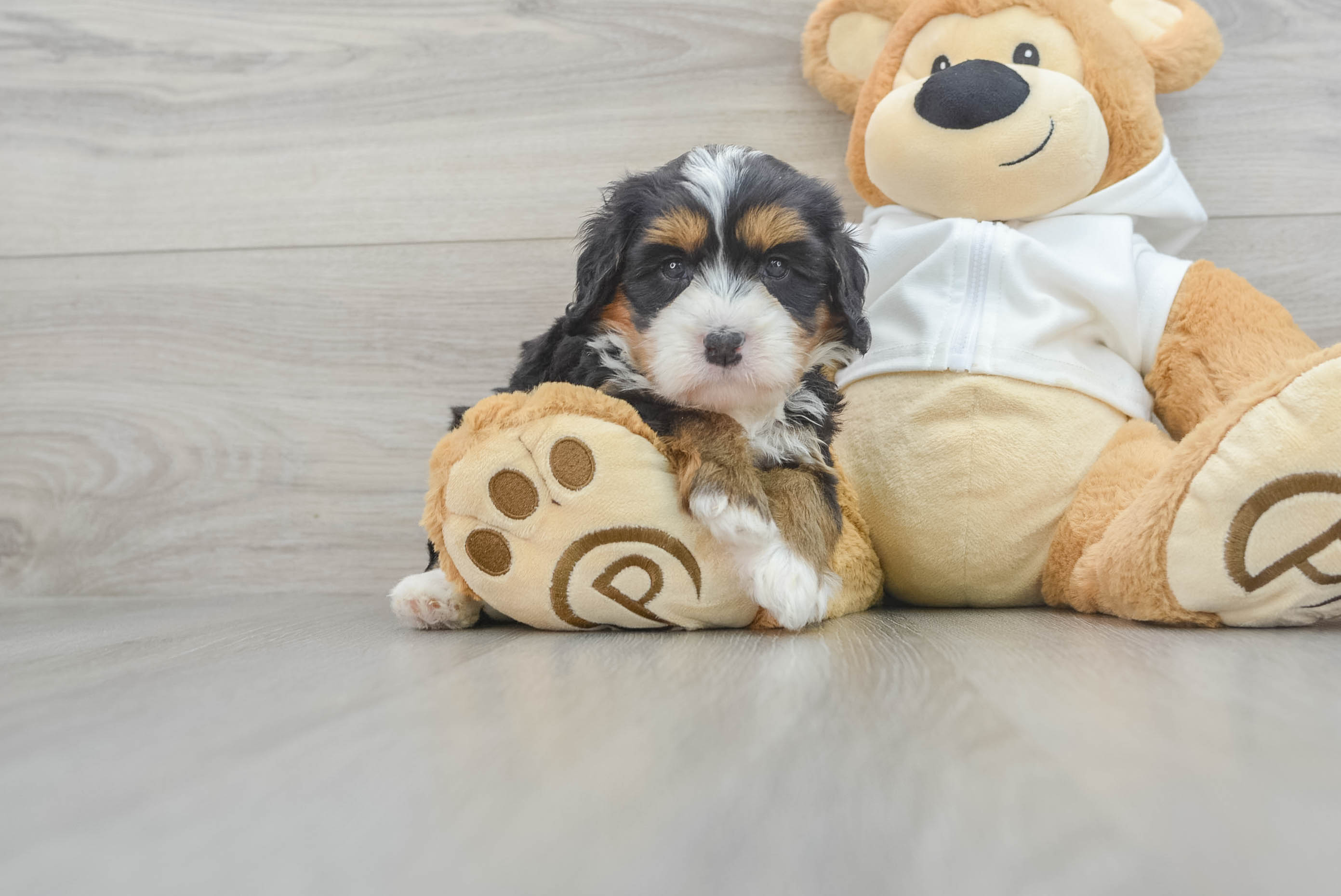 Best Mini Bernedoodle Baby