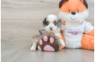 Petite Mini Bernedoodle Poodle Mix Pup