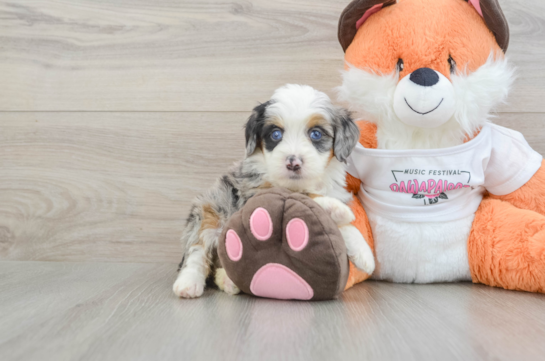 Petite Mini Bernedoodle Poodle Mix Pup