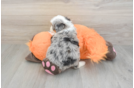Energetic Mini Berniedoodle Poodle Mix Puppy