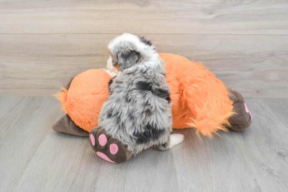 Energetic Mini Berniedoodle Poodle Mix Puppy