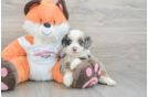 Funny Mini Bernedoodle Poodle Mix Pup