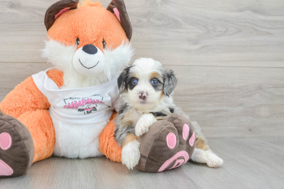 Funny Mini Bernedoodle Poodle Mix Pup