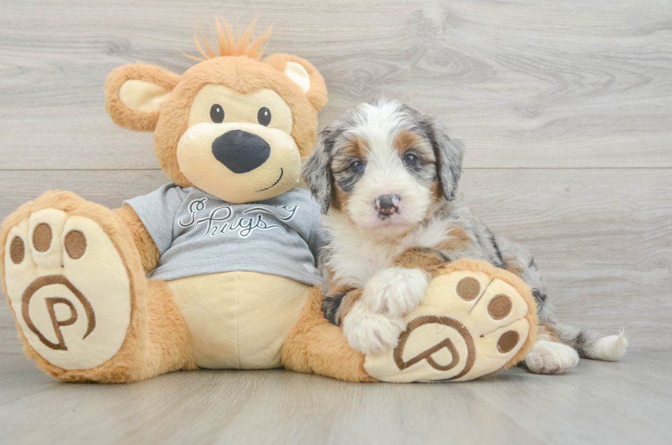 5 week old Mini Bernedoodle Puppy For Sale - Lone Star Pups