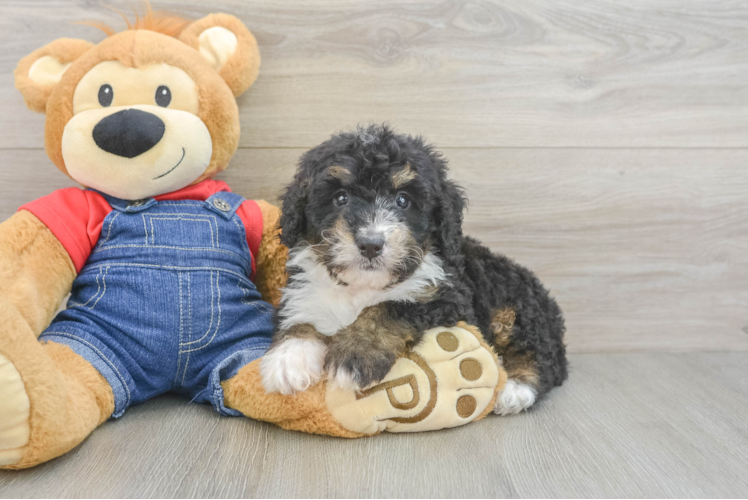 Hypoallergenic Bernadoodle Poodle Mix Puppy