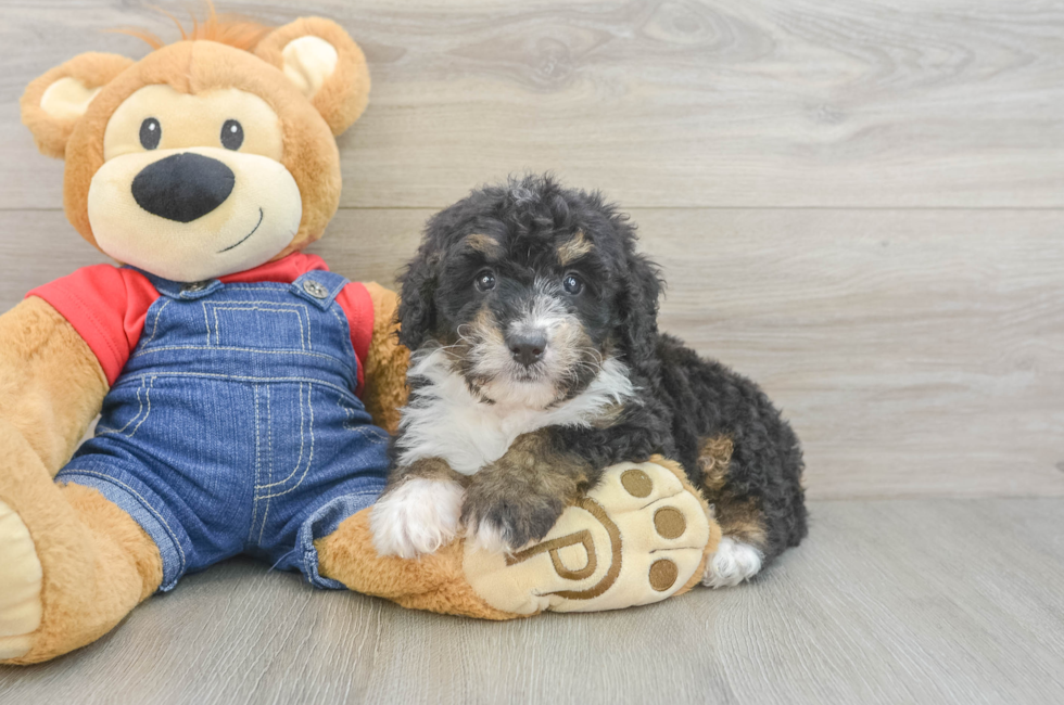 6 week old Mini Bernedoodle Puppy For Sale - Lone Star Pups