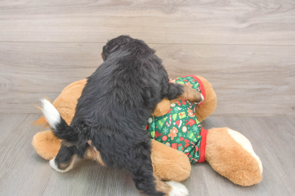 Mini Bernedoodle Puppy for Adoption