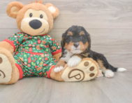 7 week old Mini Bernedoodle Puppy For Sale - Lone Star Pups
