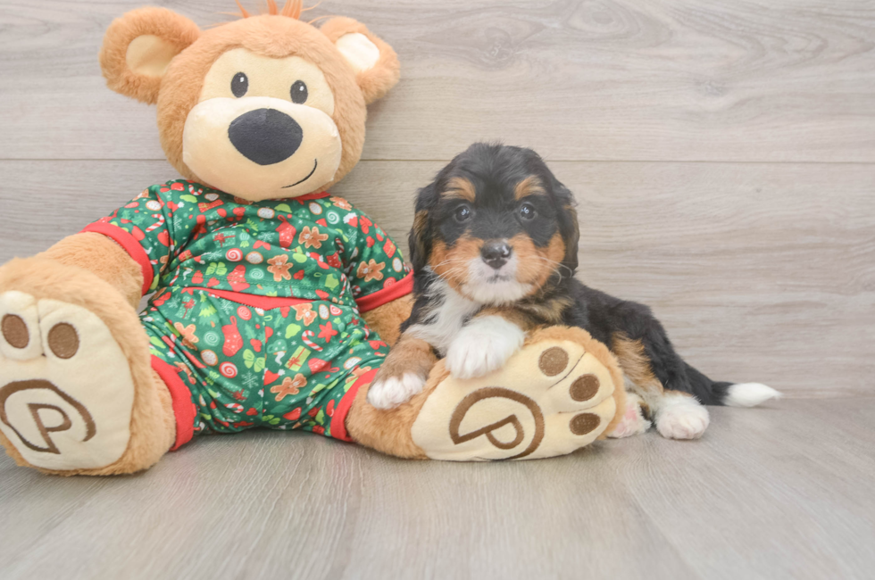 6 week old Mini Bernedoodle Puppy For Sale - Lone Star Pups