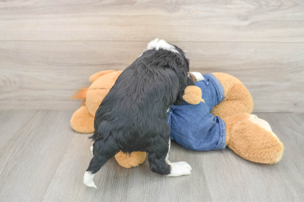 Mini Bernedoodle Pup Being Cute