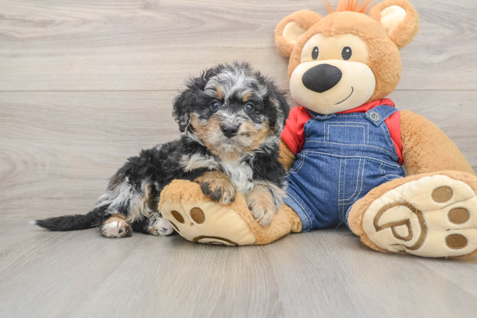 Popular Mini Bernedoodle Poodle Mix Pup