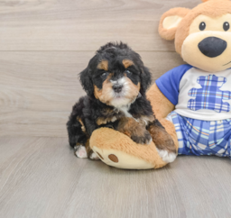 6 week old Mini Bernedoodle Puppy For Sale - Lone Star Pups