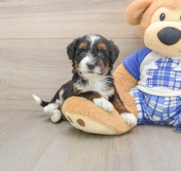 7 week old Mini Bernedoodle Puppy For Sale - Lone Star Pups